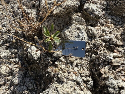 iNaturalist observation photo of ocotillo
