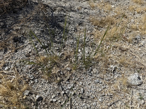 iNaturalist observation photo of cape ricegrass