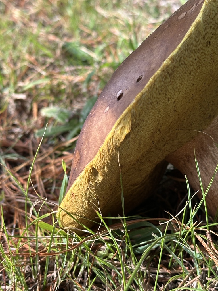 Boletus edulis · April 2025 · photo: © marmalade101 (iNaturalist, cc0)