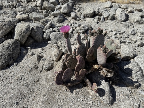 iNaturalist observation photo of beavertail cactus