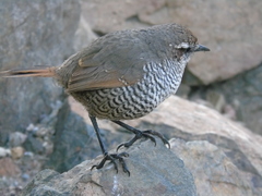 Scelorchilus albicollis