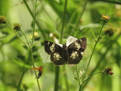 Xenophanes tryxus