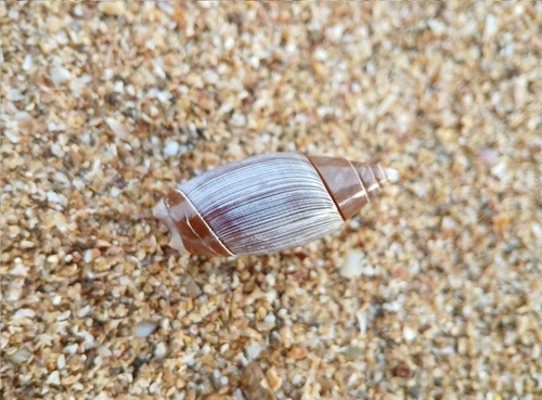 Olivella volutella, 2025-04-06