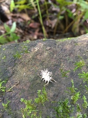 Akanthomyces