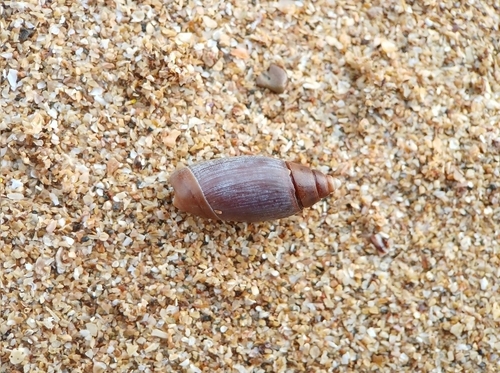 Olivella volutella, 2025-04-06