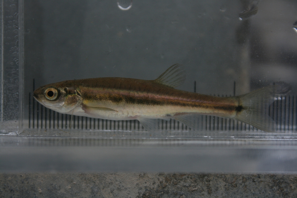 Finescale dace (Chrosomus neogaeus) — Cyprinidae