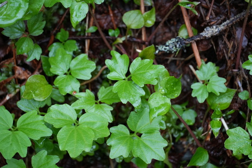 Image of Seaside Bittercress (Cardamine angulata) by (c) carbapple, some rights reserved (CC BY)