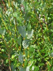 Salix starkeana