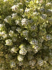 Lepidium fremontii