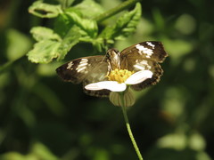 Xenophanes tryxus