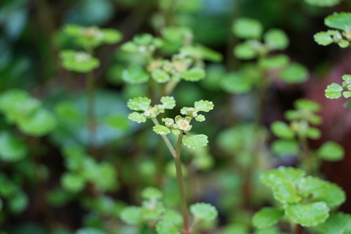 Image of Chrysosplenium glechomifolium by (c) carbapple, some rights reserved (CC BY)