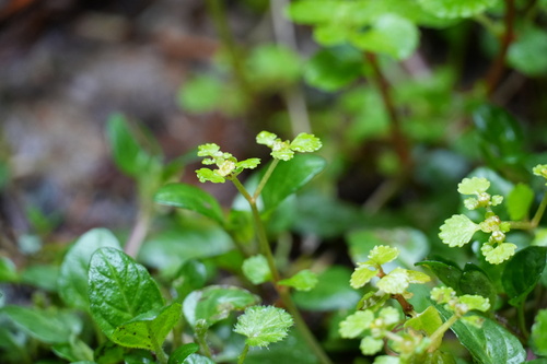 Image of Chrysosplenium glechomifolium by (c) carbapple, some rights reserved (CC BY)