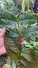 Memecylon paniculatum