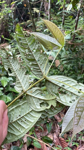 Memecylon paniculatum, photograph 1