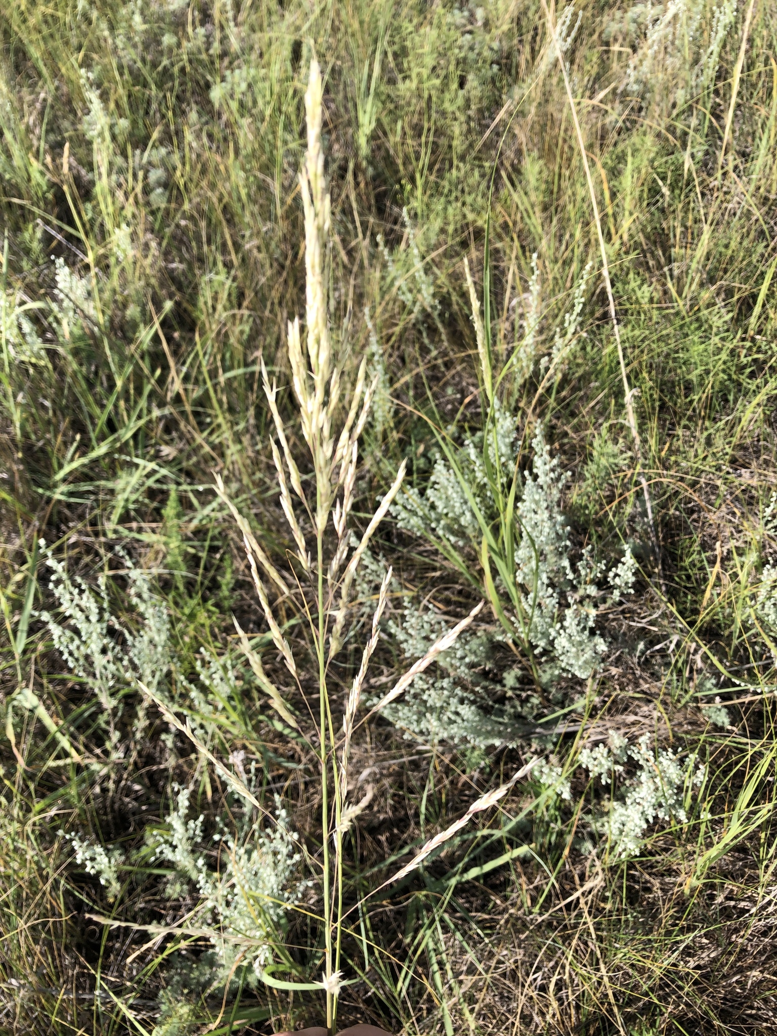 Calamovilfa longifolia var. longifolia