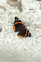 Vanessa atalanta