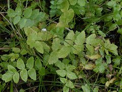 Angelica archangelica
