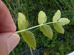 Angelica archangelica