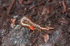 Scolopocryptops spinicaudus