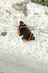 Vanessa atalanta