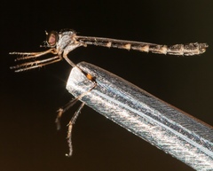 Leptogastrinae