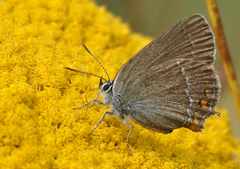 Satyrium acaciae
