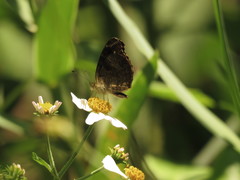 Anthanassa