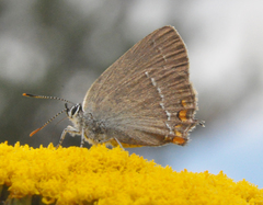 Satyrium acaciae