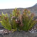 Leathery Hard Fern - Photo (c) Jean-Philippe BASUYAUX, some rights reserved (CC BY-NC), uploaded by Jean-Philippe BASUYAUX