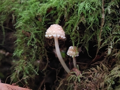 Psathyrella frustulenta