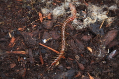 Scolopocryptops spinicaudus