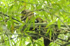 Aotus lemurinus