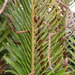 Fynbos Fern - Photo (c) Jean-Philippe BASUYAUX, some rights reserved (CC BY-NC), uploaded by Jean-Philippe BASUYAUX