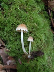 Psathyrella frustulenta