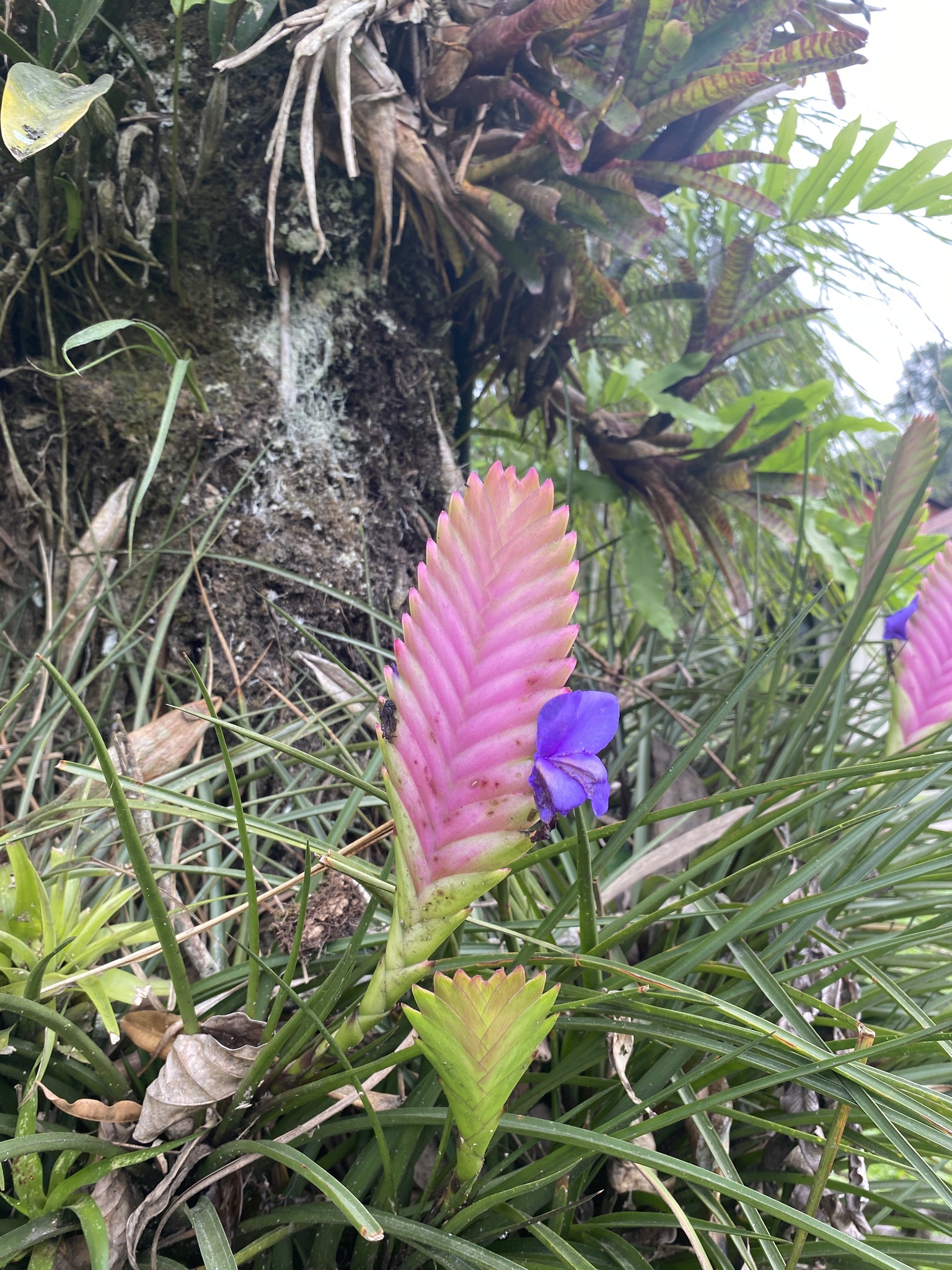 Imagem de Tillandsia azul