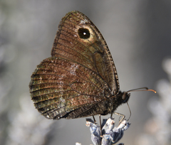 Satyrus actaea