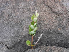 Agarista buxifolia image