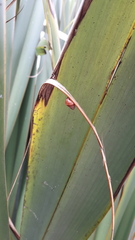 Partulina semicarinata