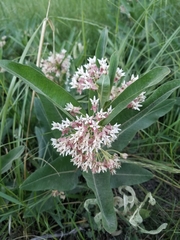 Asclepias hallii