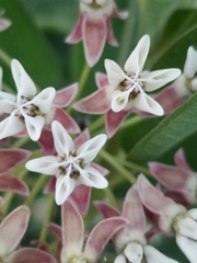 Asclepias hallii