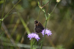 Satyrus actaea