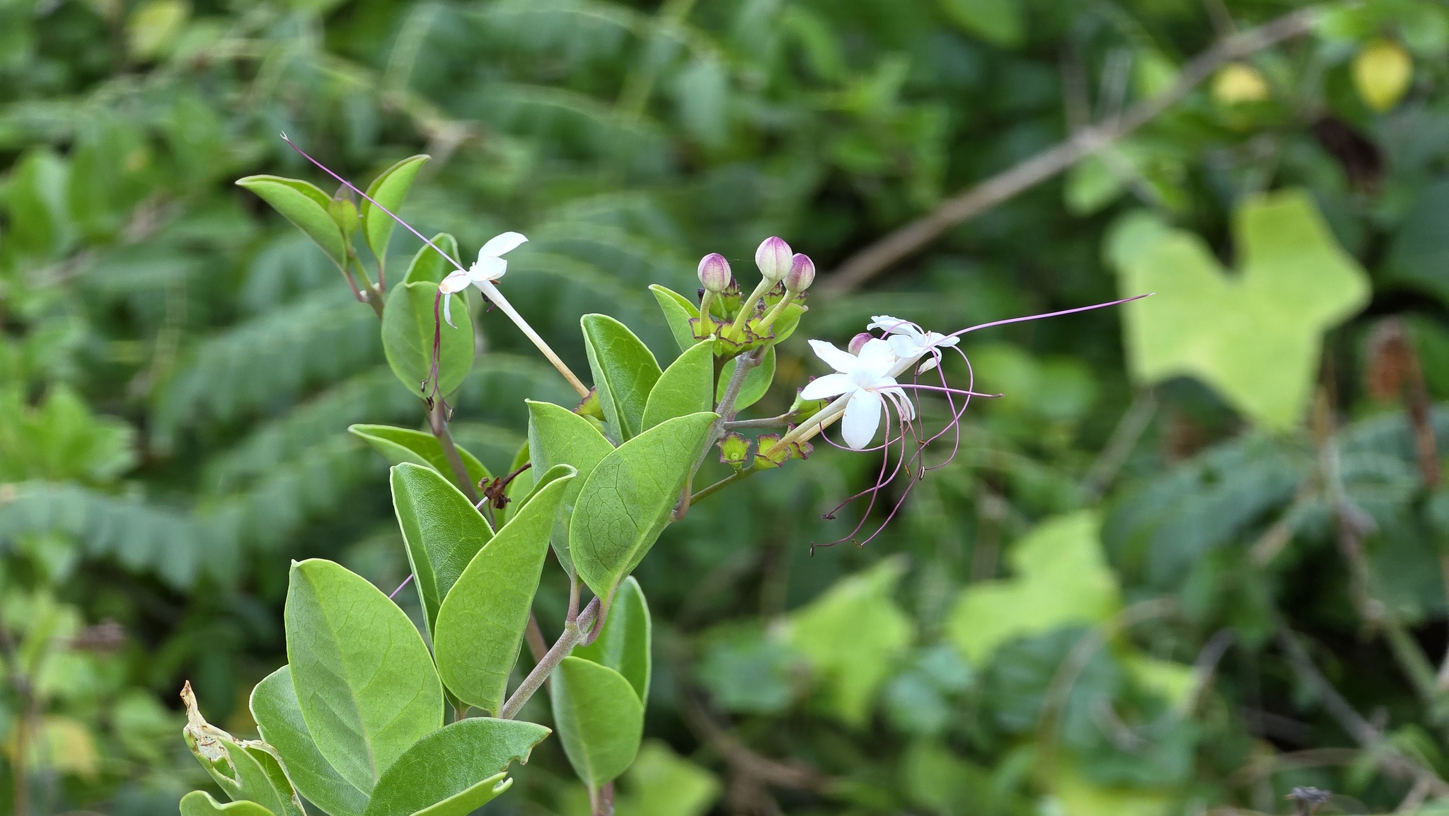 Volkameria inermis — ảnh 2