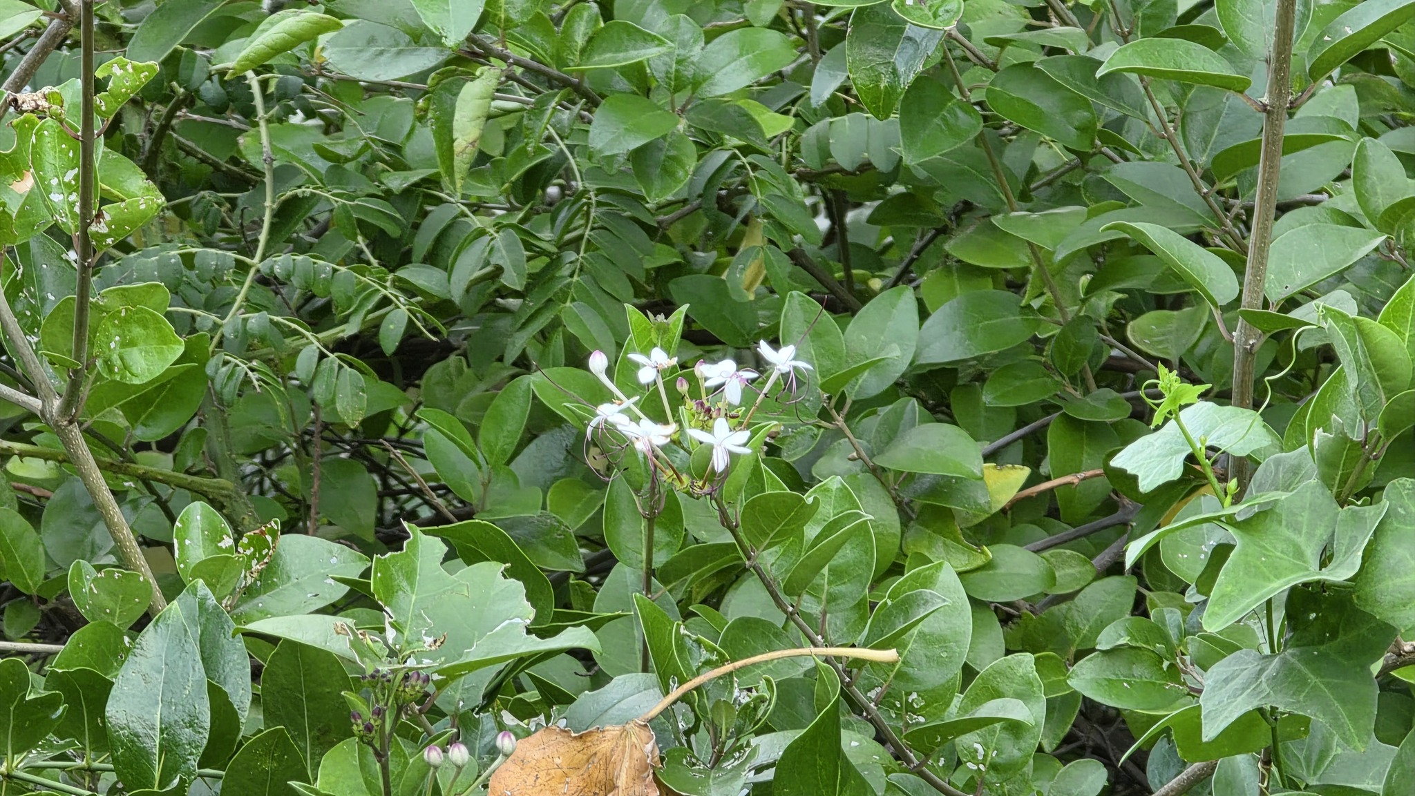 Volkameria inermis — ảnh 3