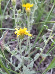 Heterotheca hirsutissima