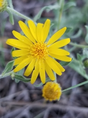 Heterotheca hirsutissima