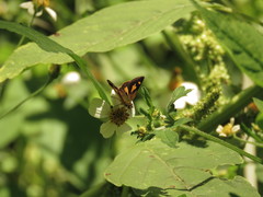 Hesperiidae