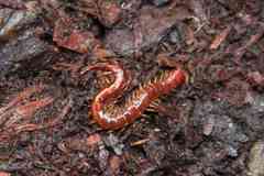 Scolopocryptops spinicaudus