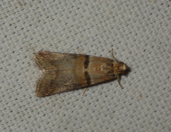 Acrobasis tumidana