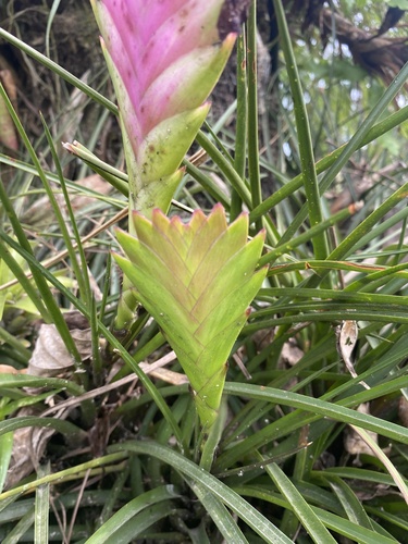 Foto de Tillandsia azul