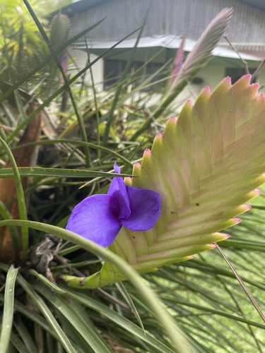 Foto de Tillandsia azul